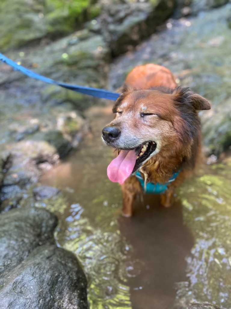 Beating the Summer Heat with&nbsp;Dogs