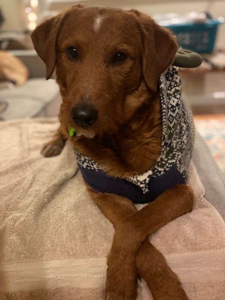 3 Things I Wish I Knew Before Bringing Home A&nbsp;Puppy